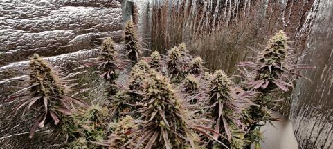 Morpheus - картинка 5