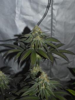 Jack’s Dream - картинка 3