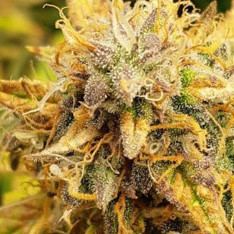 Lemon Pie Auto - картинка 5