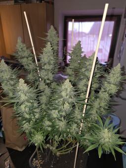 Stromboli Auto - картинка 4