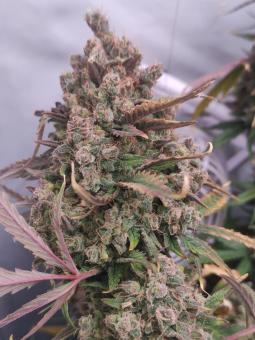 Pineapple Express Auto - картинка 2