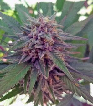 Sweet Cheese F1 Fast Version - картинка 2