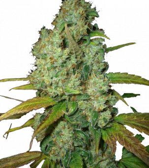 Pure Power Plant Auto - картинка 1