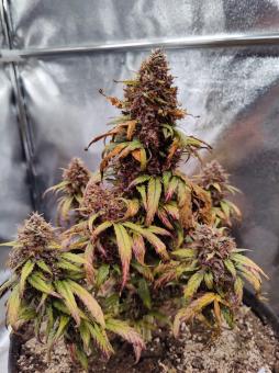 Melonade Runtz - картинка 4