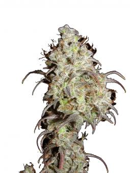 Descojack - картинка 1