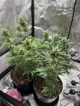 Cream Cookies Auto - картинка 3