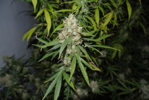 Mazar - картинка 3