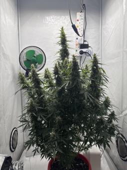 Wendy Auto - картинка 5