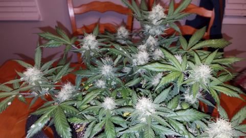 Super OG Kush - картинка 2