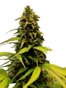 White Berry - картинка 5