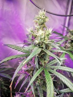 Quasar - картинка 5