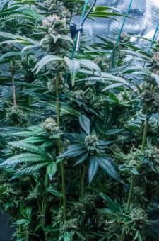 Delicius Cookies Early Version - картинка 5