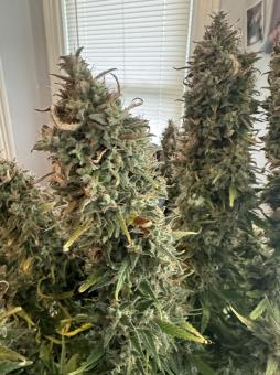 Wedding Glue Auto - картинка 2