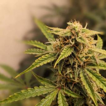 Friesland - картинка 3