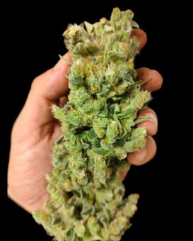 TnT Trichome - картинка 4