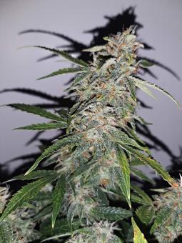 Sweet Mango Auto - картинка 1