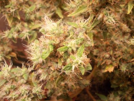 Og Double Kush - картинка 5