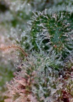 Misty Kush genetics - картинка 5