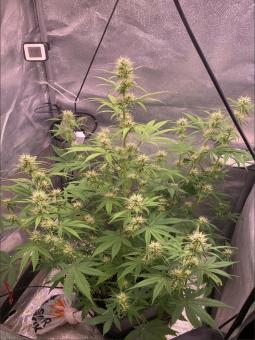 Northern Lights Auto - картинка 2