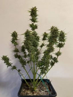 Auto Kong 4 Auto - картинка 4