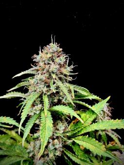 Gorilla Cookies Auto - картинка 2