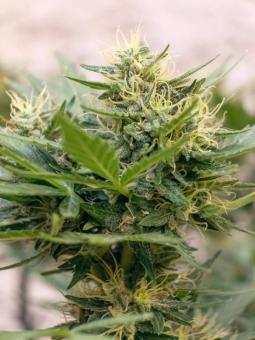 THC-Victory - картинка 2