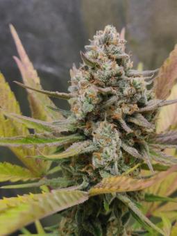 Easy Bud Auto - картинка 11