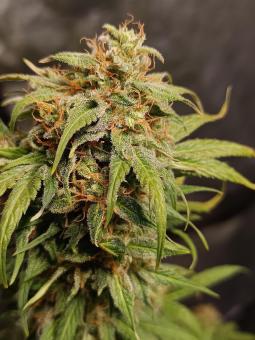 Super Lemon Haze Auto - картинка 3