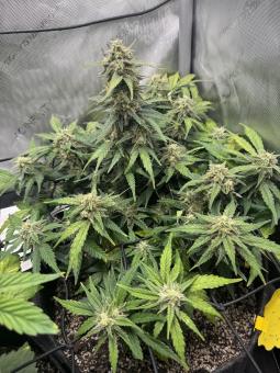 Jack Herer Auto - картинка 1