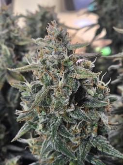 Dark Devil Auto - картинка 4