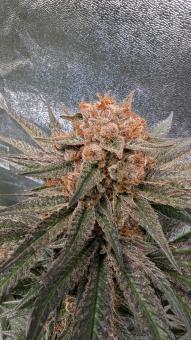 Mandarin Panties - картинка 5