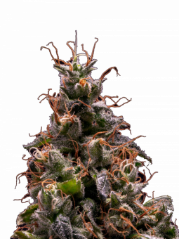 North Thunderfuck - картинка 8