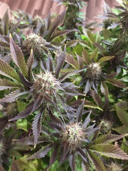 Blue Pyramid - картинка 6