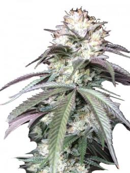 Sensi Star - картинка 1