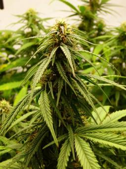 Z-Kiem - картинка 2