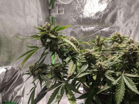 Bubblelicious Auto - картинка 2