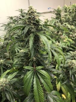 Big Yeti - картинка 5