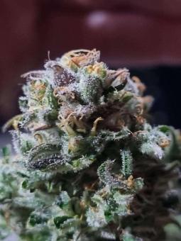 Buddha Auto Tangie - картинка 1