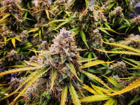 Blue Auto Mazar - картинка 6