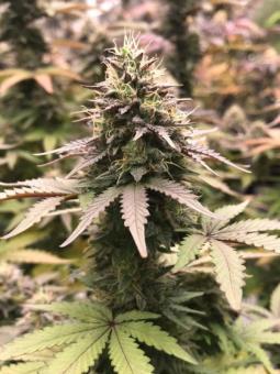 Washing Machine - картинка 8