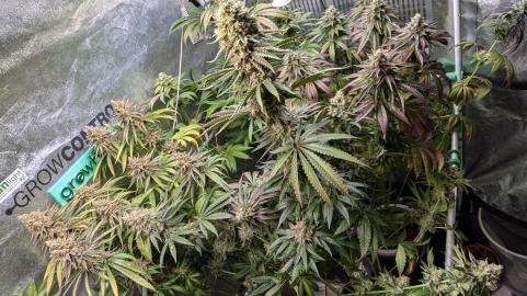 Sagrada Amnesia - картинка 3