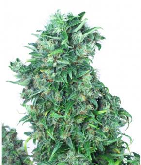 Auto Think Different - картинка 8