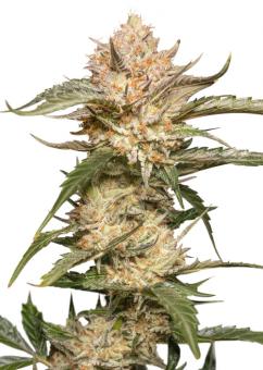 Auto Trichome & Cream - картинка 9