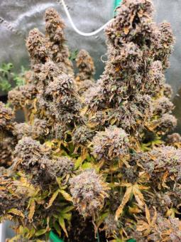 Amnesia Haze Auto - картинка 4