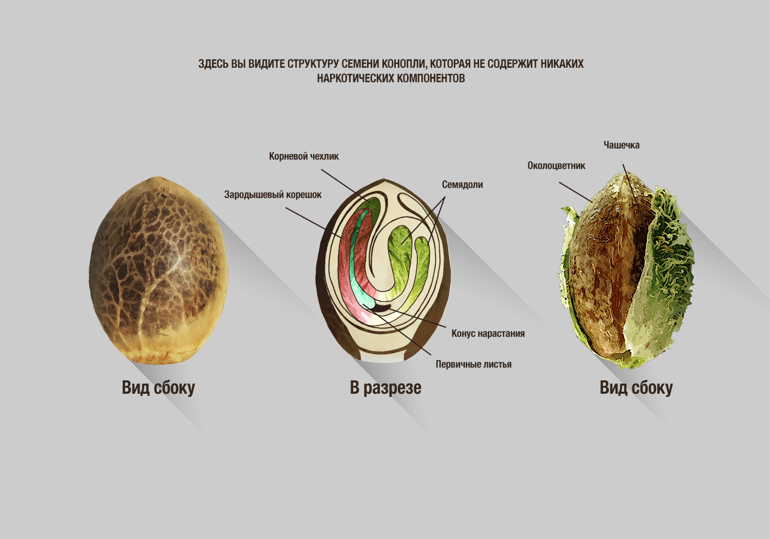 Семечко в разрезе